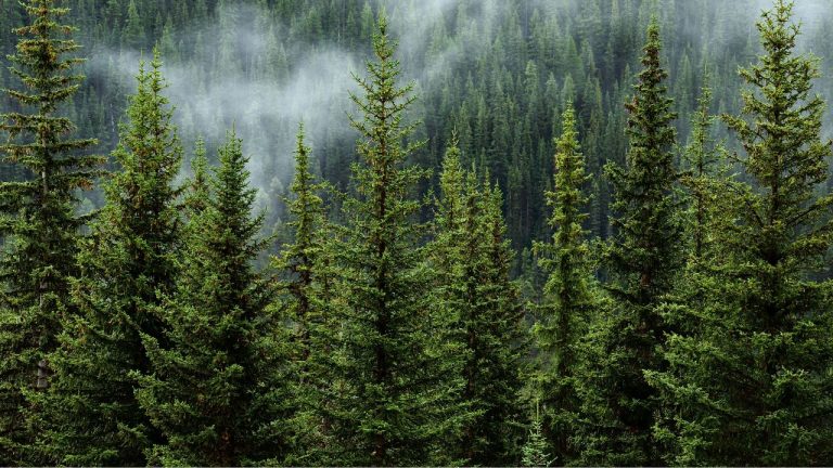 20 Brutally Honest Truths About Psychiatry